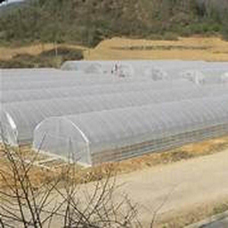 Filme Agrícola Plástico Cobertura Difusora p/ Estufa 150 Micras Aprox. 85 kg - 10x60m