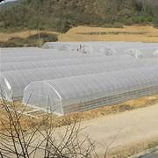 Filme Agrícola Plástico Cobertura Difusora p/ Estufa 150 Micras Aprox. 85 kg - 10x60m Filme Agrícola Plástico Cobertura Difusora p/ Estufa 150 Micras Aprox. 85 kg - 10x60m