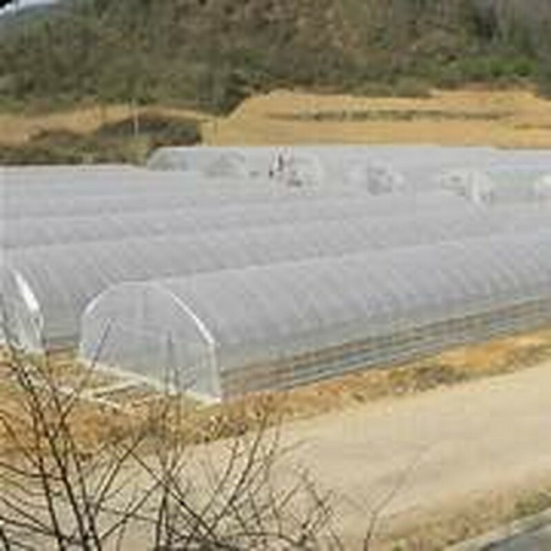 Filme Agrícola Plástico Cobertura Difusora p/ Estufa 150 Micras Aprox. 85 kg - 10x60m
